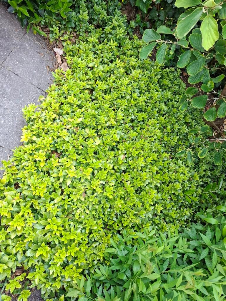Lonicera nitida zelf uithalen, Ophalen, Bodembedekkers, Vaste plant, Bloeit niet