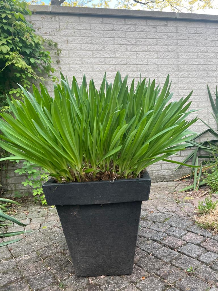 Zwarte vierkante bloempot met planten, 25 tot 40 cm, Kunststof, Vierkant, Binnen