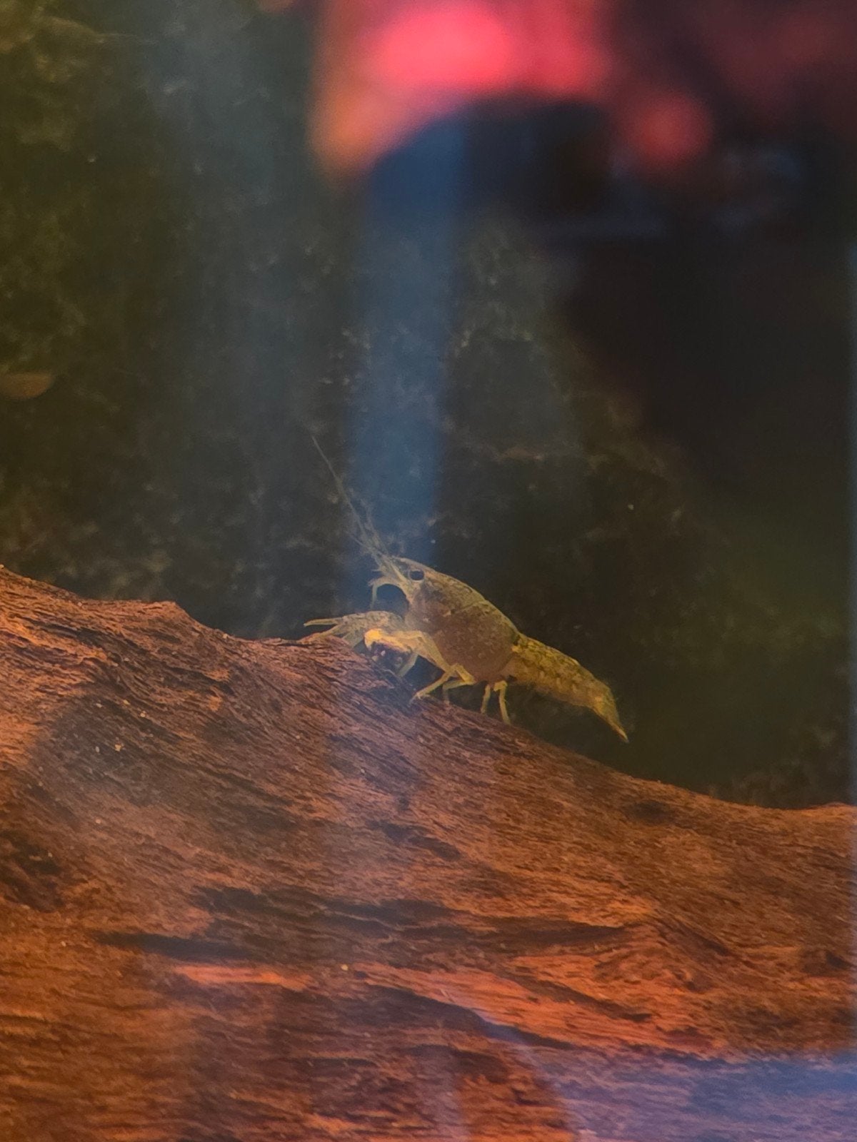 jonge blauwe florida kreeften, Dieren en Toebehoren, Vissen | Aquariumvissen, Kreeft, Krab of Garnaal, Zoetwatervis