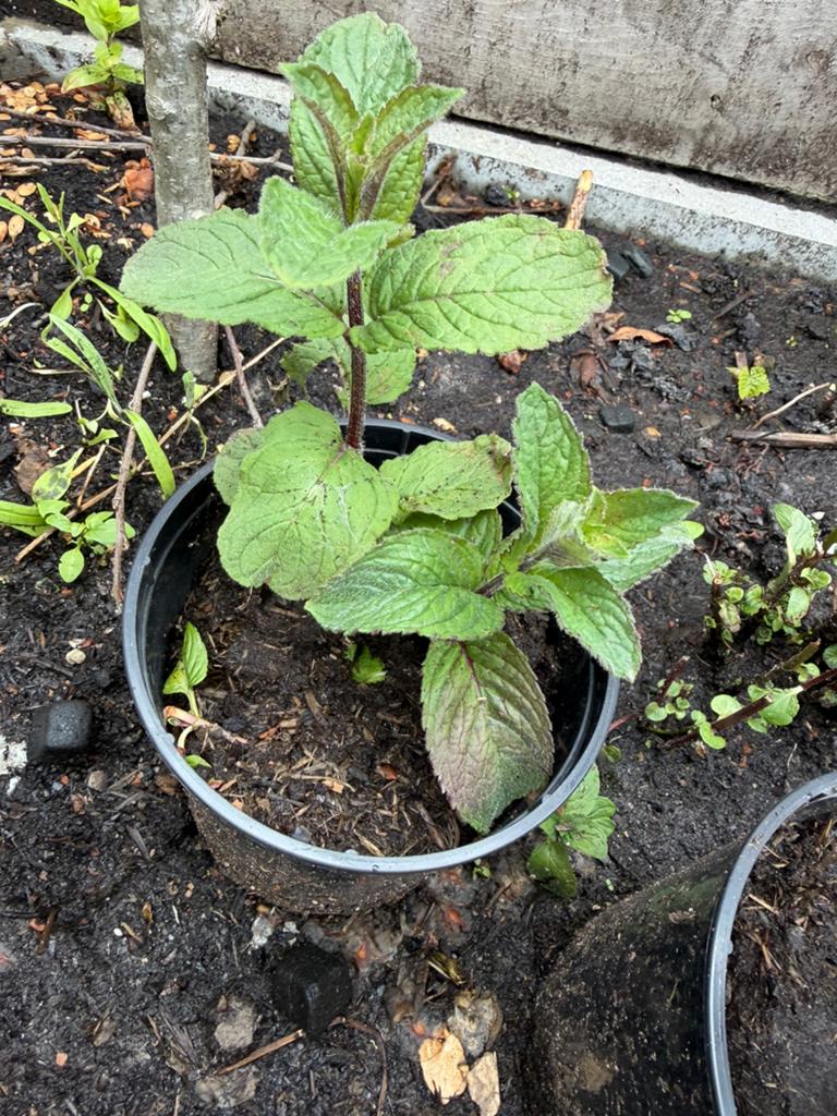 10 x Verse Muntplantjes in Pot, Vaste plant, Ophalen of Verzenden, Halfschaduw, Kruiden