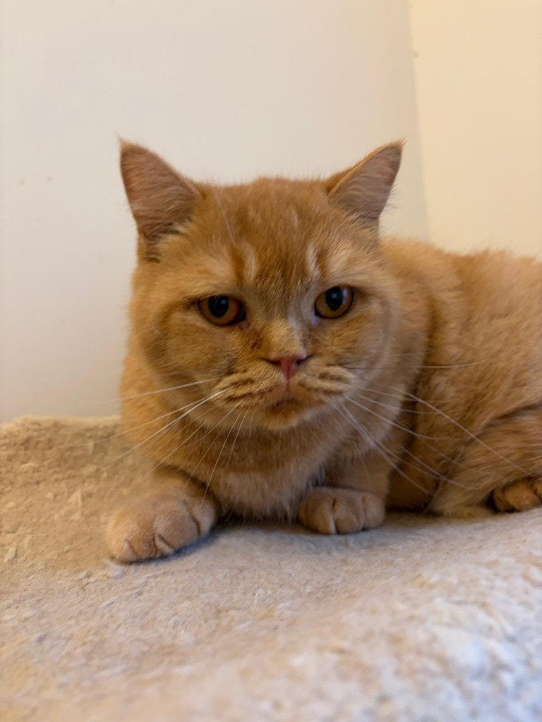 Britse rode korthaar poes, Poes, Gechipt