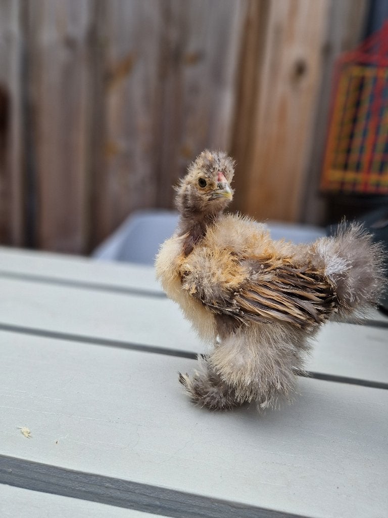 8 Zijdehoen kuikens in prachtige kleuren, Dieren en Toebehoren, Vrouwelijk, Kip
