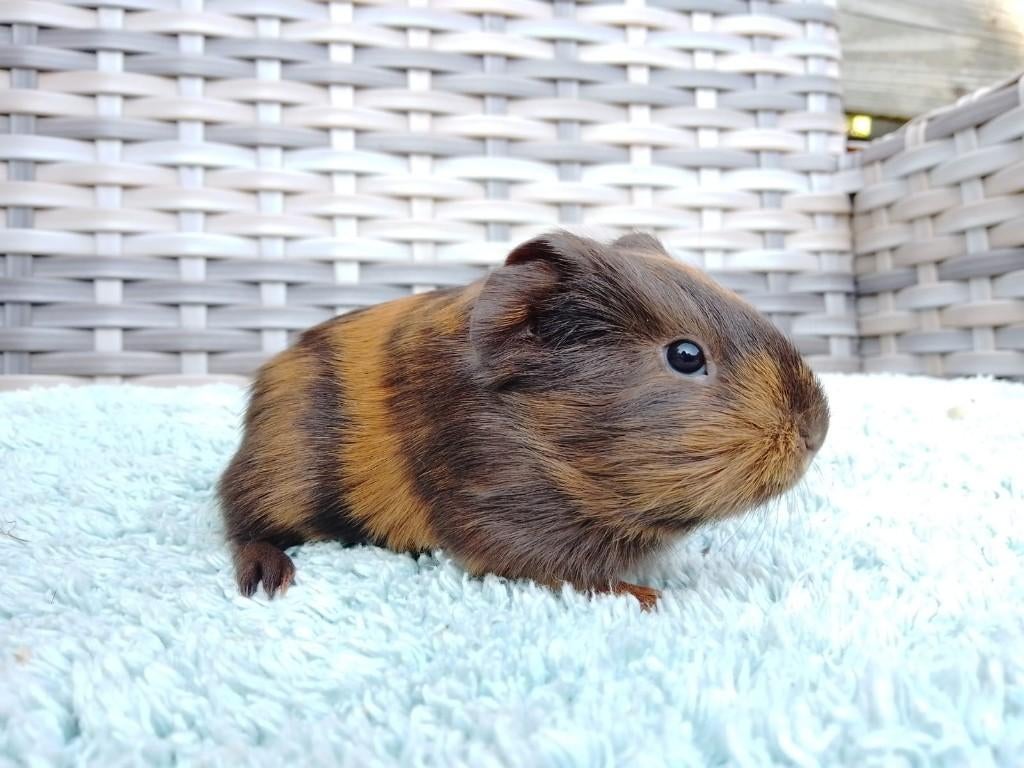 Leuk Lief Zeugje, Cavia, April, Vrouwelijk, Tam