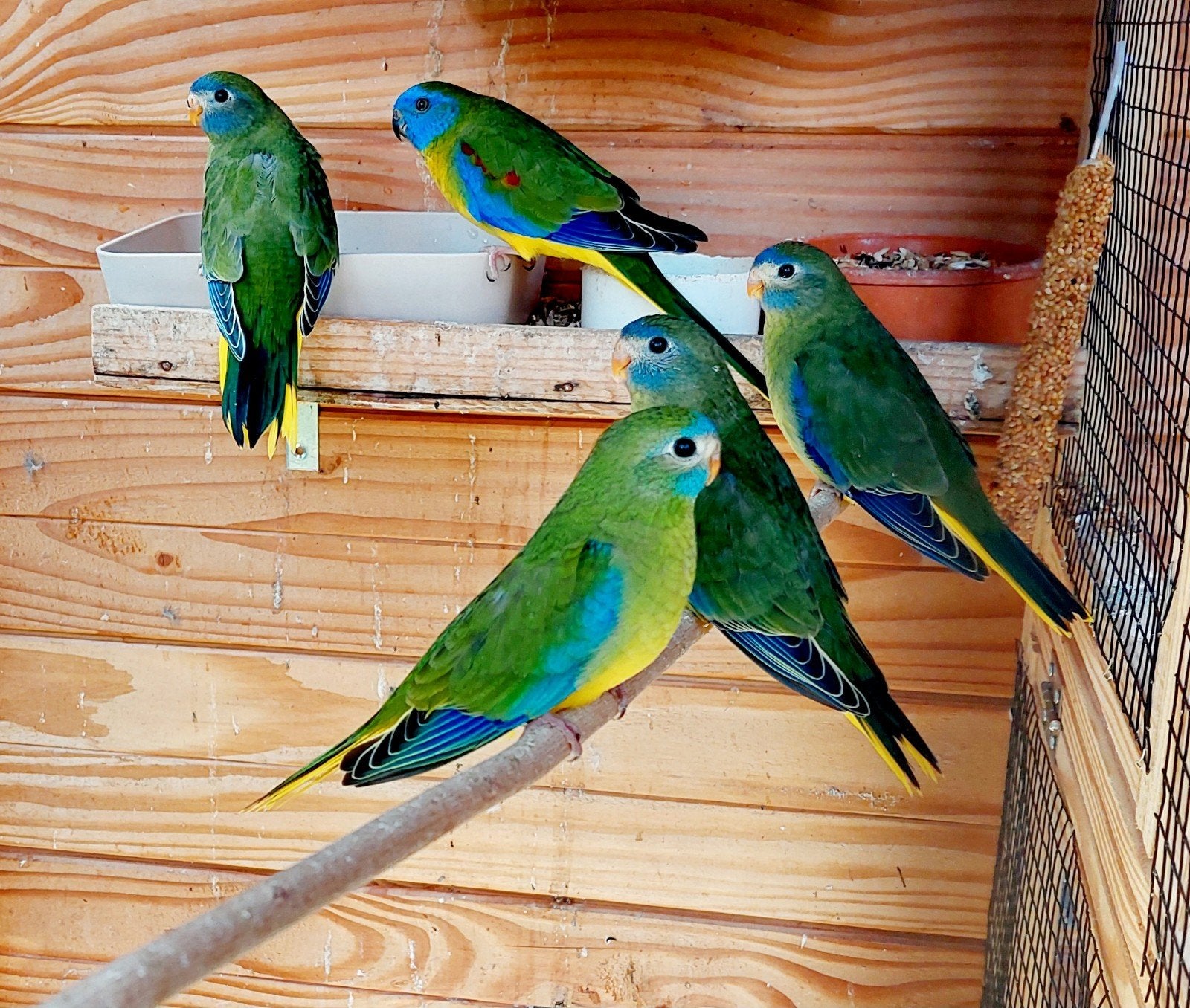 Turquoisine parkieten, Dieren en Toebehoren