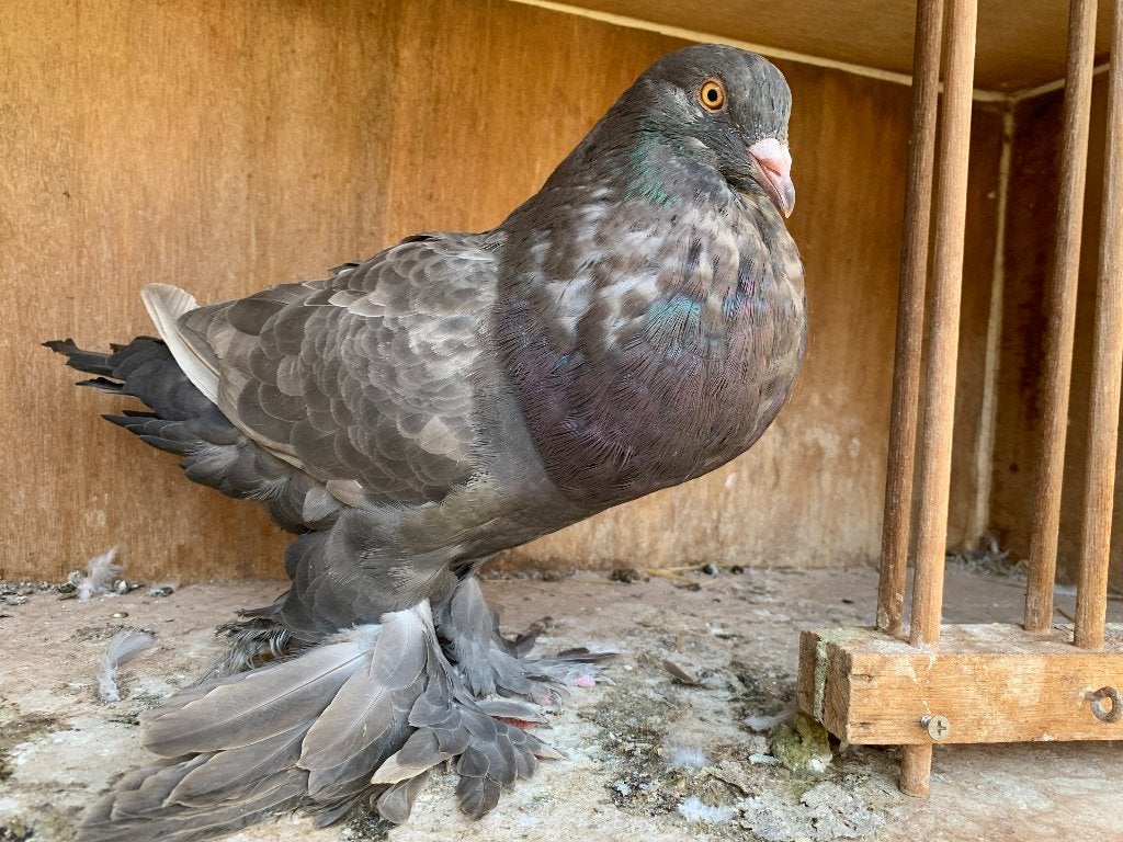 Gentse kroppers in de kleur dun, Dieren en Toebehoren, Vogels | Duiven, Meerdere dieren, Kropper