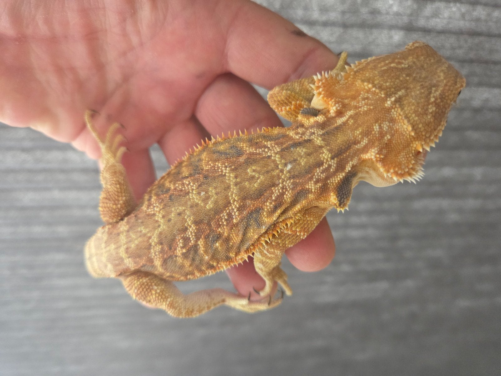 Baardagaam Pogona Vitticeps Red Orange Tiger Leatherback Bearded Dragon - female for sale from r.greven1983