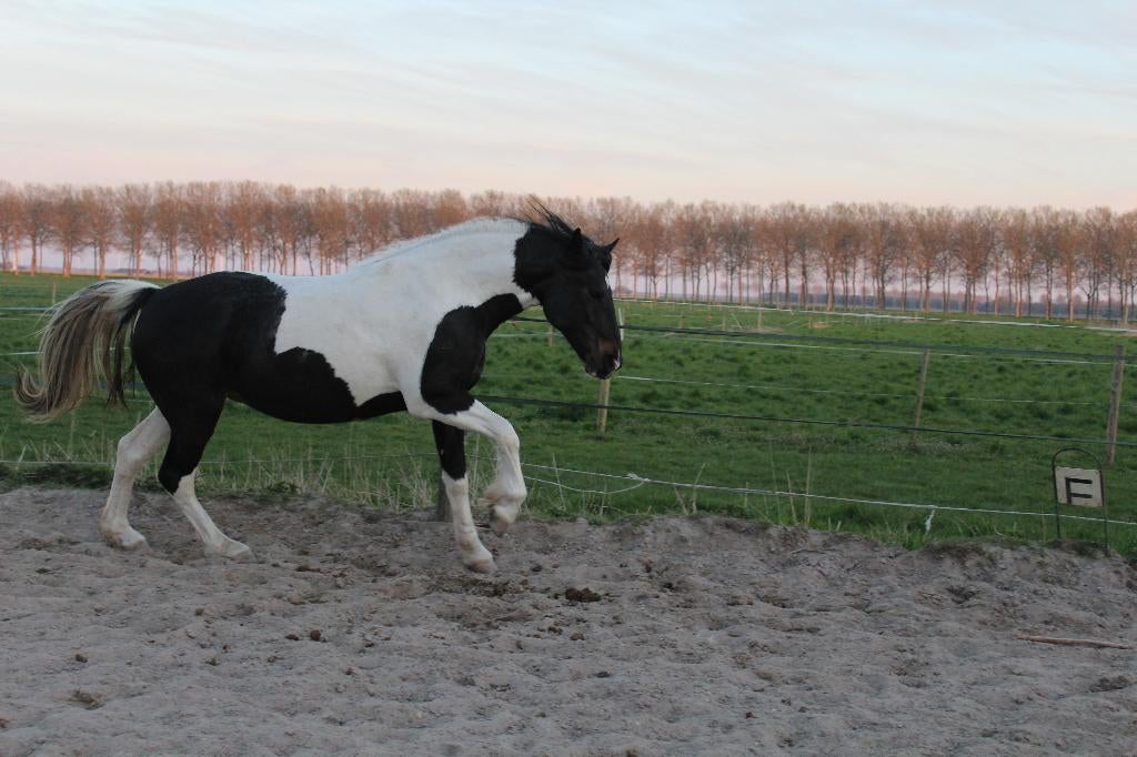 bijrijder / zadelmak / inrijden, Dieren en Toebehoren, Ophalen, Springen