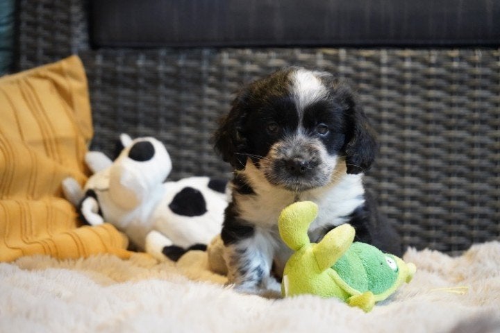 Stoere kruising welsh corgi x cocker spaniel pups., Nederland, Parvo, Overige rassen, 8 tot 15 weken
