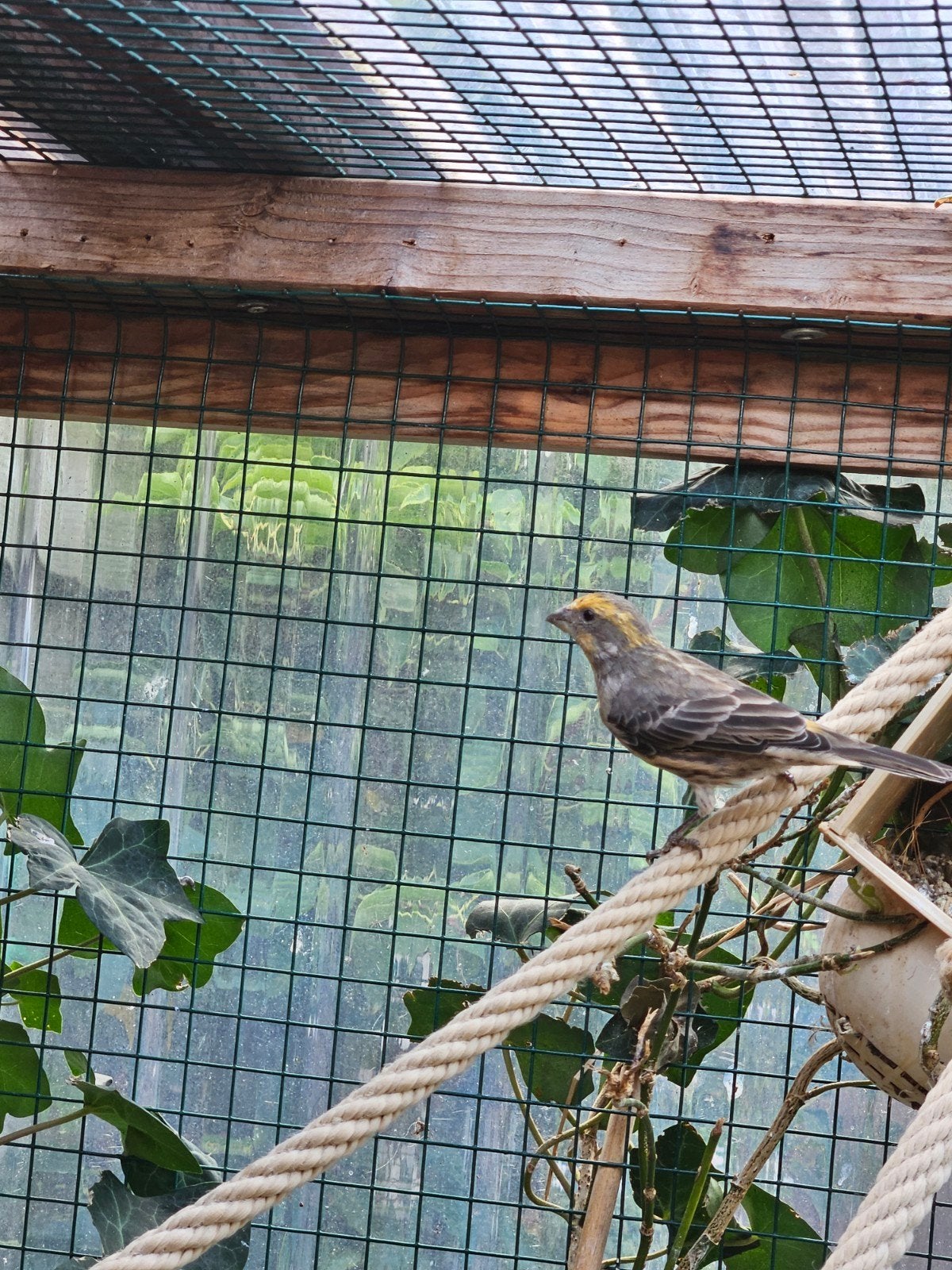 Mexicaanse roodmus man, Mannelijk, Tropenvogel