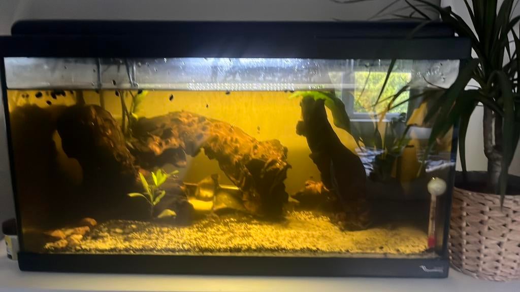 Aqualantis aquarium 60 liter, Dieren en Toebehoren, Vissen | Aquaria en Toebehoren, Ophalen, Inclusief vissen, Aquatlantis, Gevuld zoetwateraquarium