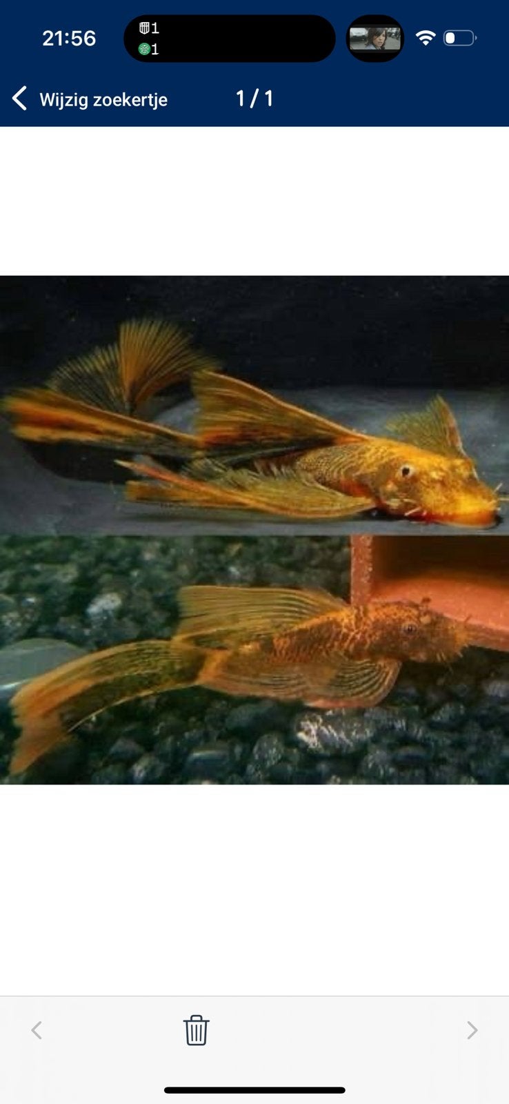 Raszuivere Ancistrus LDA 16 – Met Longfin Genen, Vis