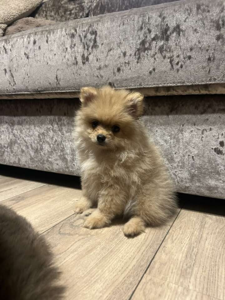 pomriaan, 8 tot 15 weken, Teef, Eén hond, Klein