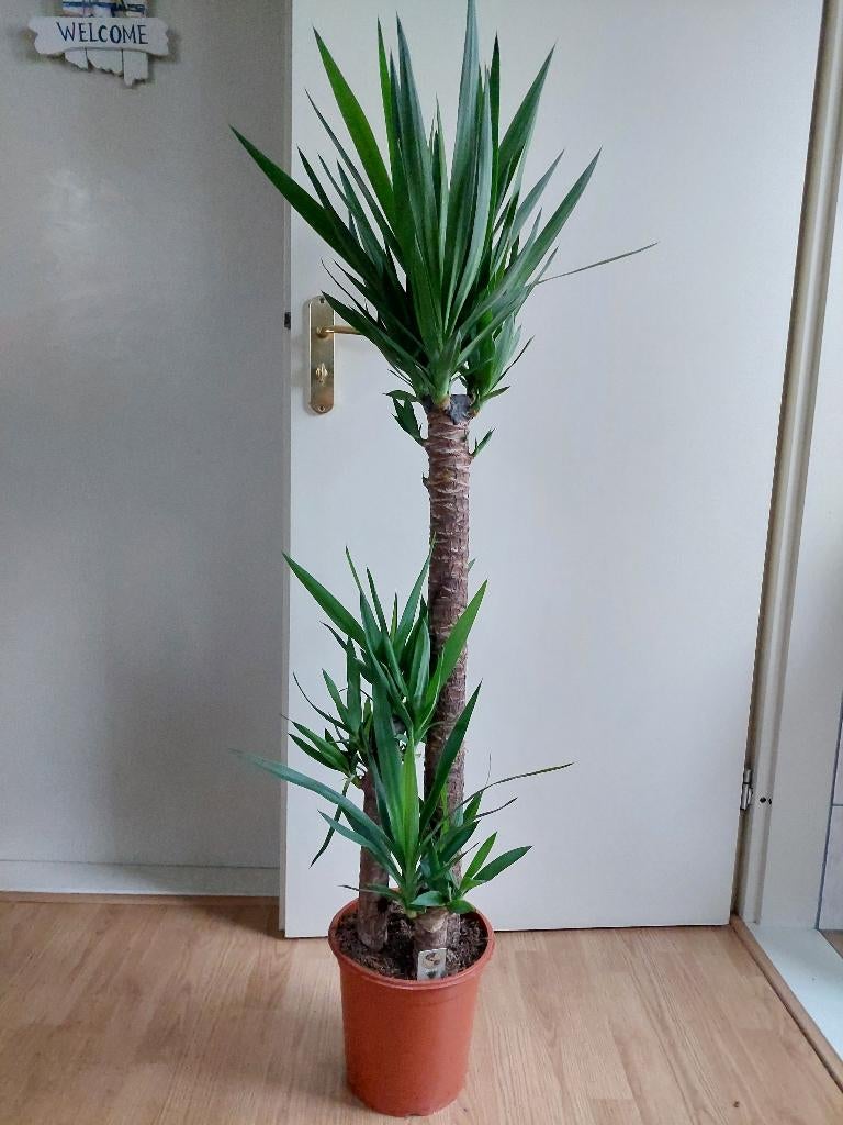 Yucca Elephantipes 3-stam - Palmlelie/Olifantspoot H: 138 cm, Huis en Inrichting, Kamerplanten, Ophalen, 100 tot 150 cm, Halfschaduw