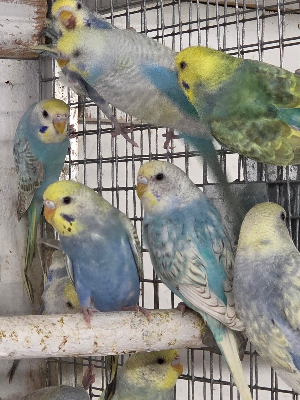30 regenboog parkieten, Dieren en Toebehoren, Meerdere dieren, Parkiet