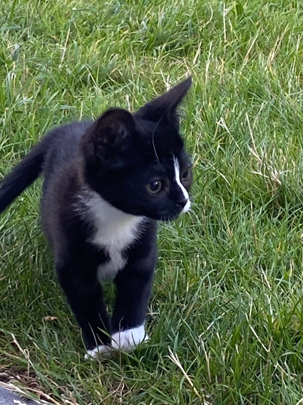 Nog 1 heel  aanhankelijke kitten te koop!, Poes, Kortharig, 0 tot 2 jaar