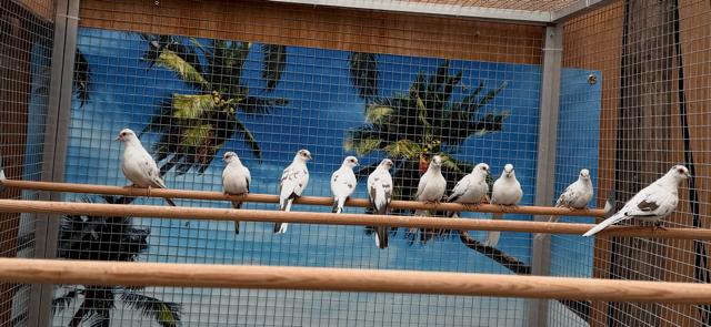 bonte diamantduiven, Dieren en Toebehoren, Meerdere dieren, Overige soorten