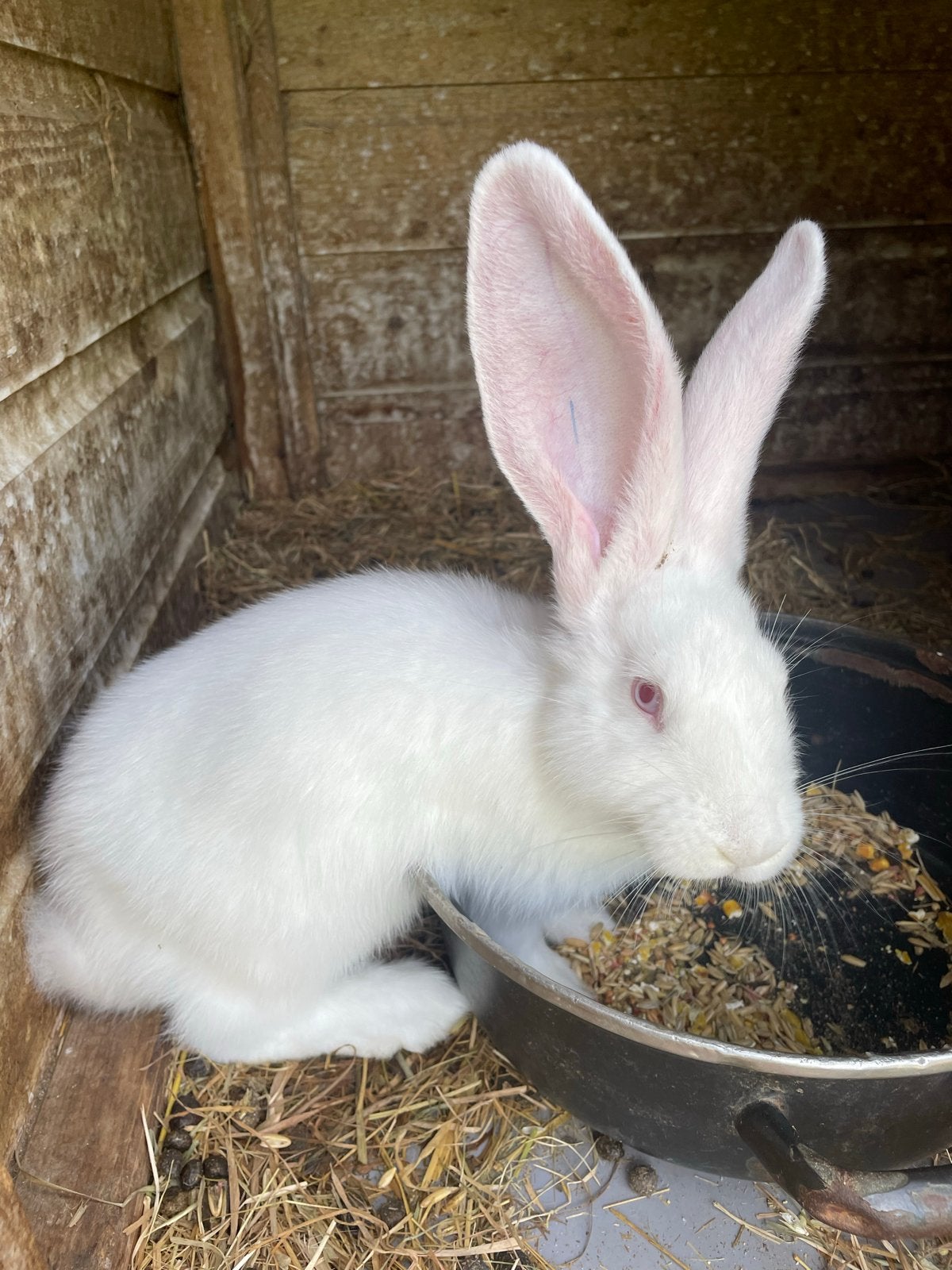 Vlaamse reus 2 jonge rammetjes, Dieren en Toebehoren, Mannelijk, Groot