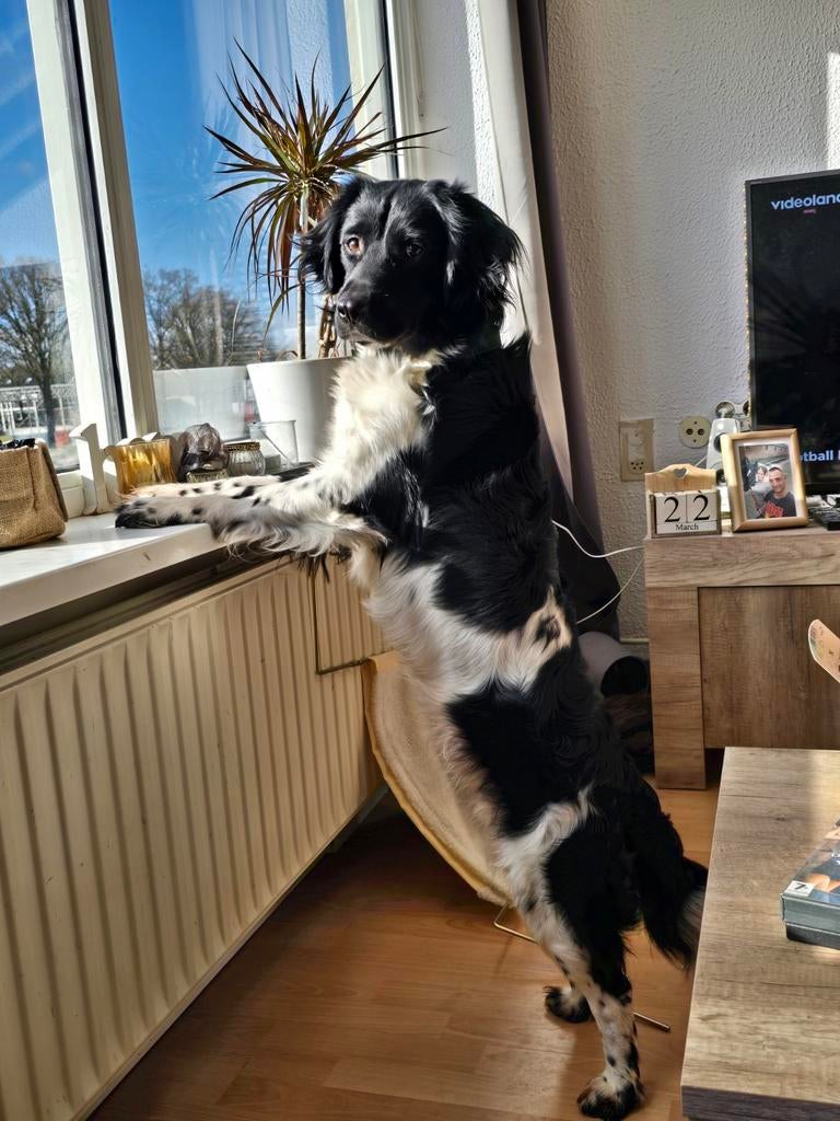 Friese stabij te koop, Dieren en Toebehoren, Honden | Niet-rashonden, Reu, 1 tot 2 jaar, Eén hond, Middel