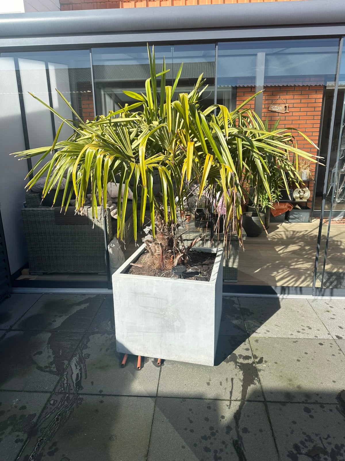 Palmboom 200 cm hoog pot 65x65x55 cm hoog, Tuin en Terras, Volle zon, Ophalen of Verzenden, 100 tot 250 cm, Zomer