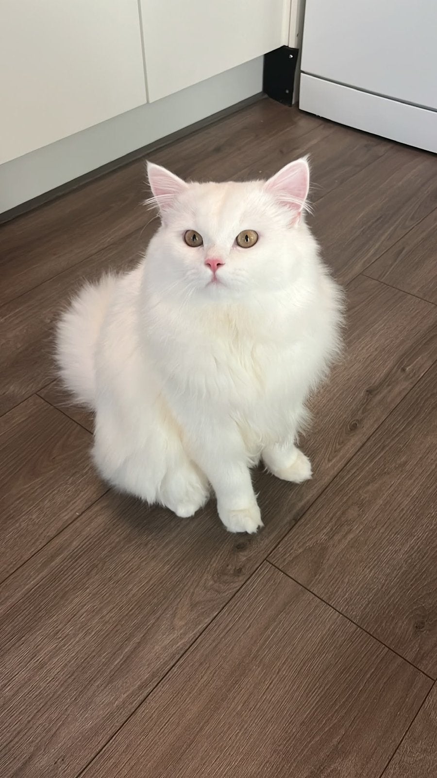 Britse langhaar - wit en super schattig, Kater, Langharig, 0 tot 2 jaar