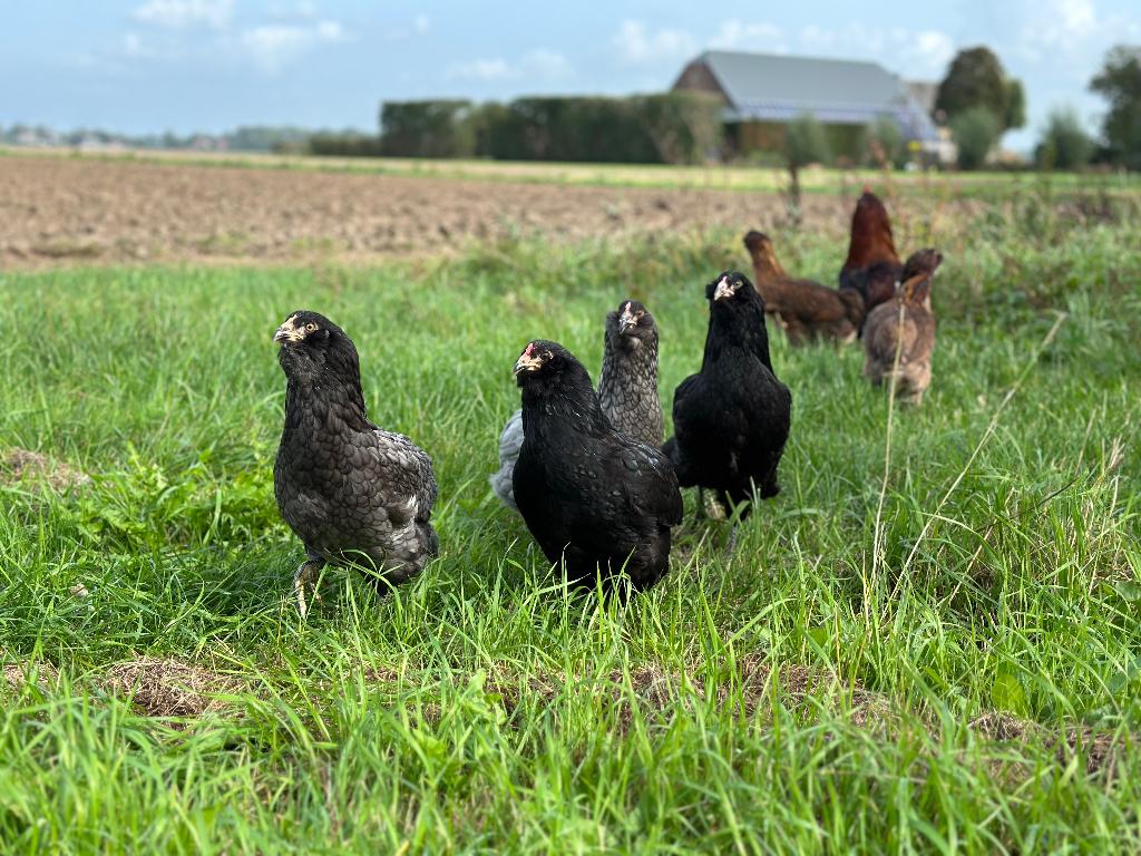 Jonge tamme Araucana kippen gesekst en ingeënt