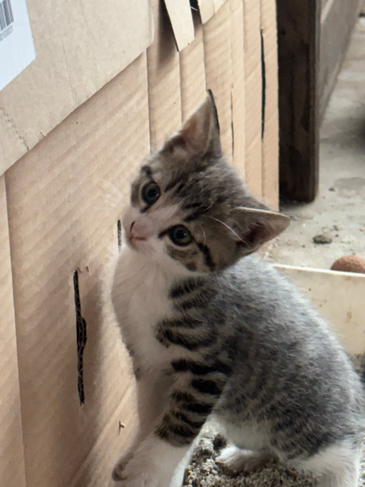 Cyperse kittens, Meerdere dieren