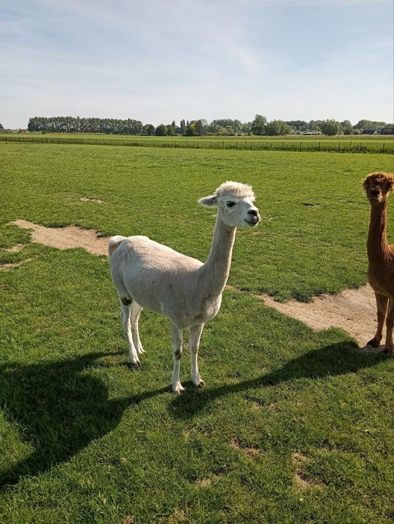 Alpaca merrie, Dieren en Toebehoren, Overige Dieren, Juni, Vrouwelijk