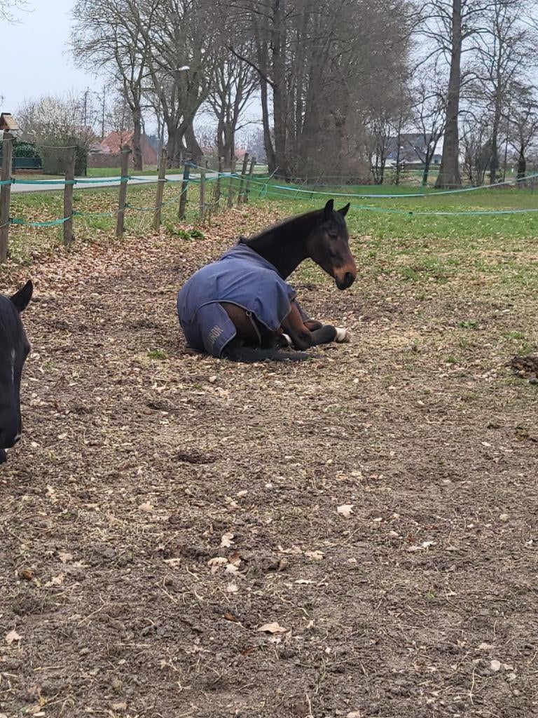 Paarden tandarts gezocht/dierenarts, Dieren en Toebehoren, Ophalen of Verzenden