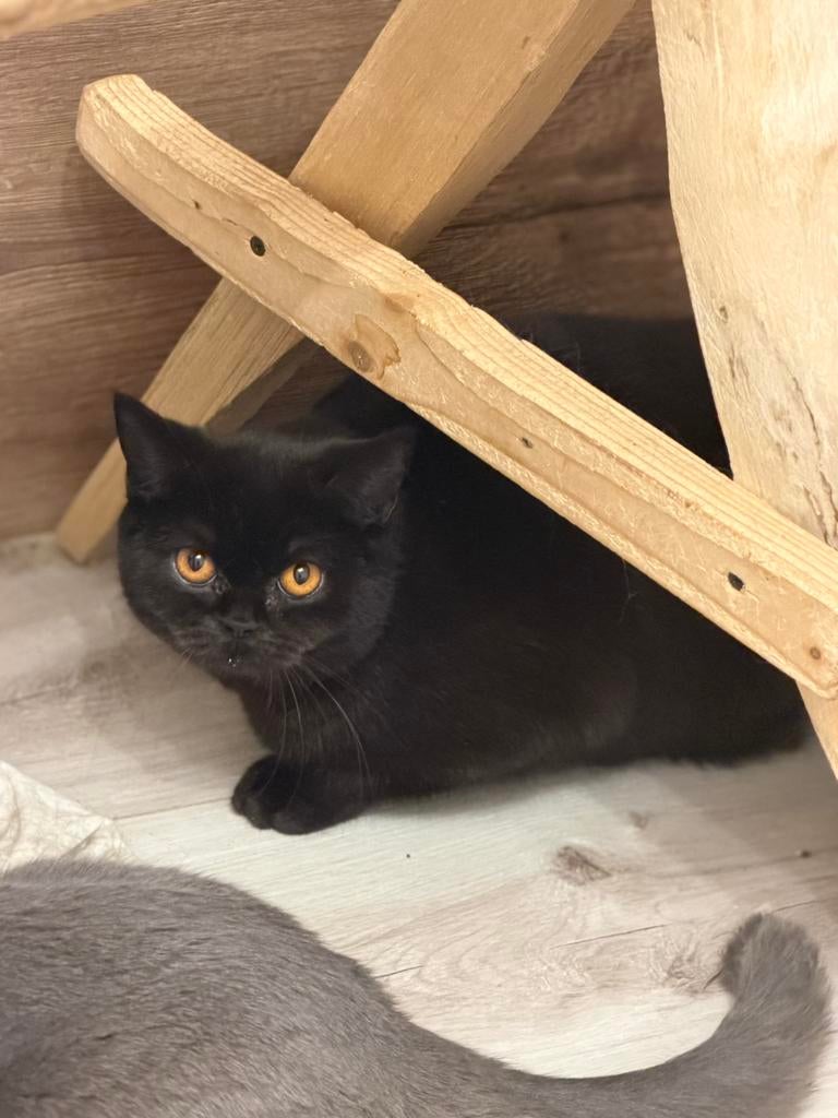 Britse katten, 100% raszuiver. De ouders hebben stambomen., Dieren en Toebehoren, Katten en Kittens | Raskatten | Korthaar, Kater