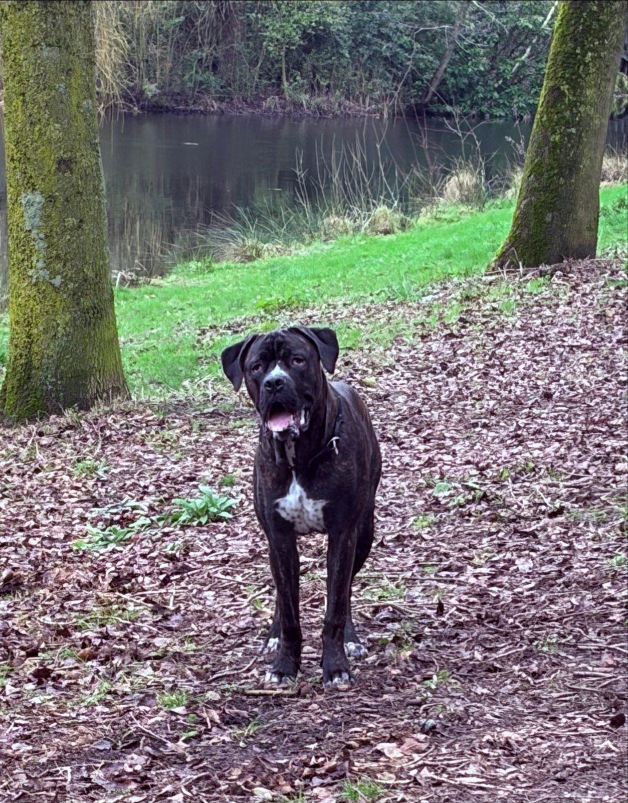 Cane corso reu, 1 tot 2 jaar, Parvo, Eén hond, Nederland