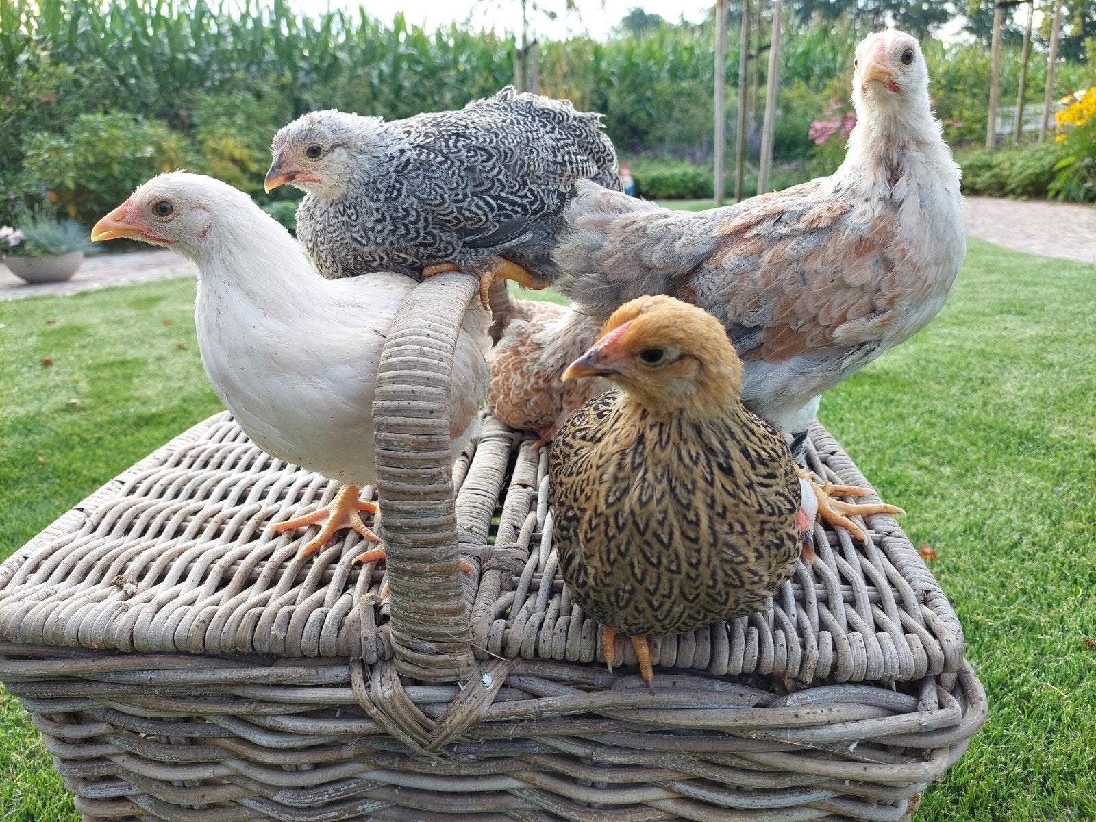Wyandotte krielhennen, Vrouwelijk, Kip