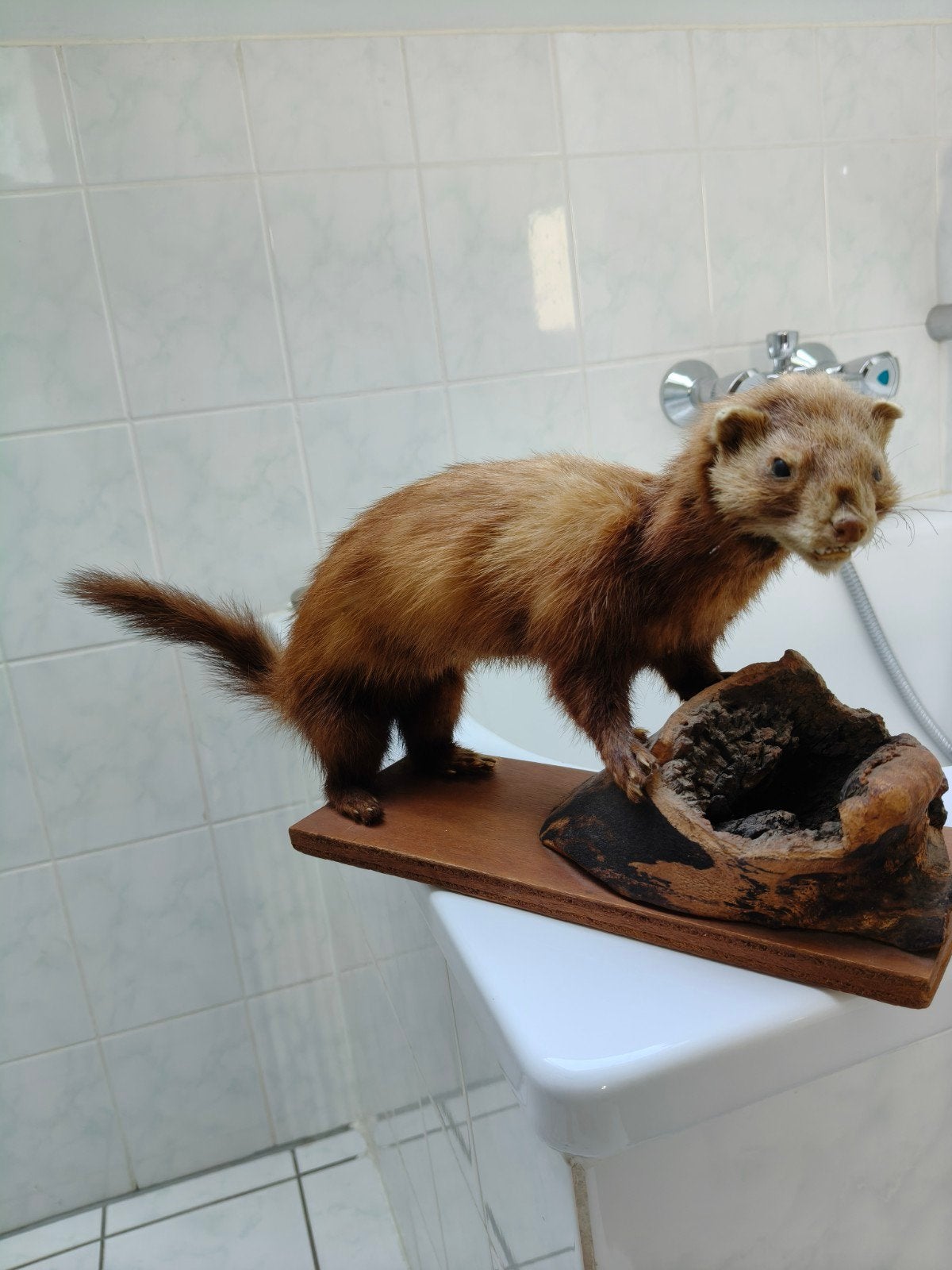 taxidermie: bunzing, Ophalen, Gebruikt