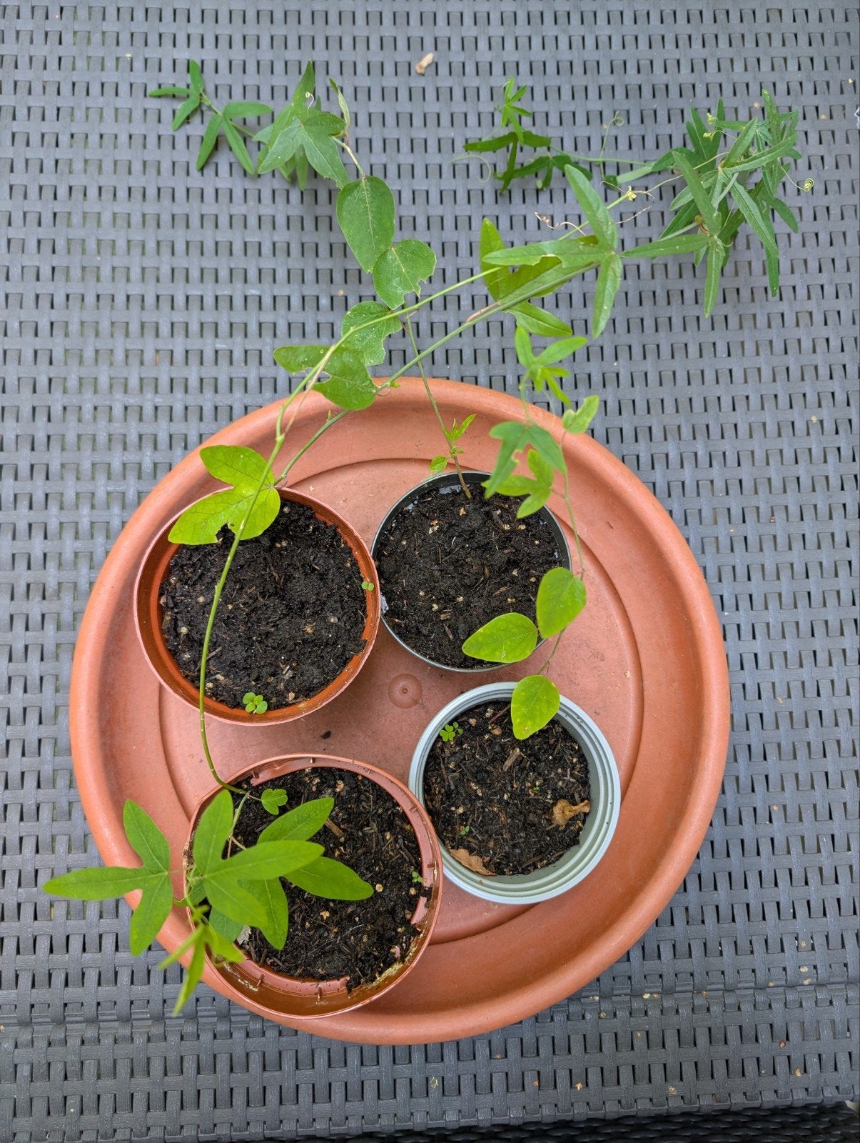 Passieflora stekjes in kweekpotje (4 stuks), Tuin en Terras, Ophalen, Volle zon, Vaste plant, Klimplanten