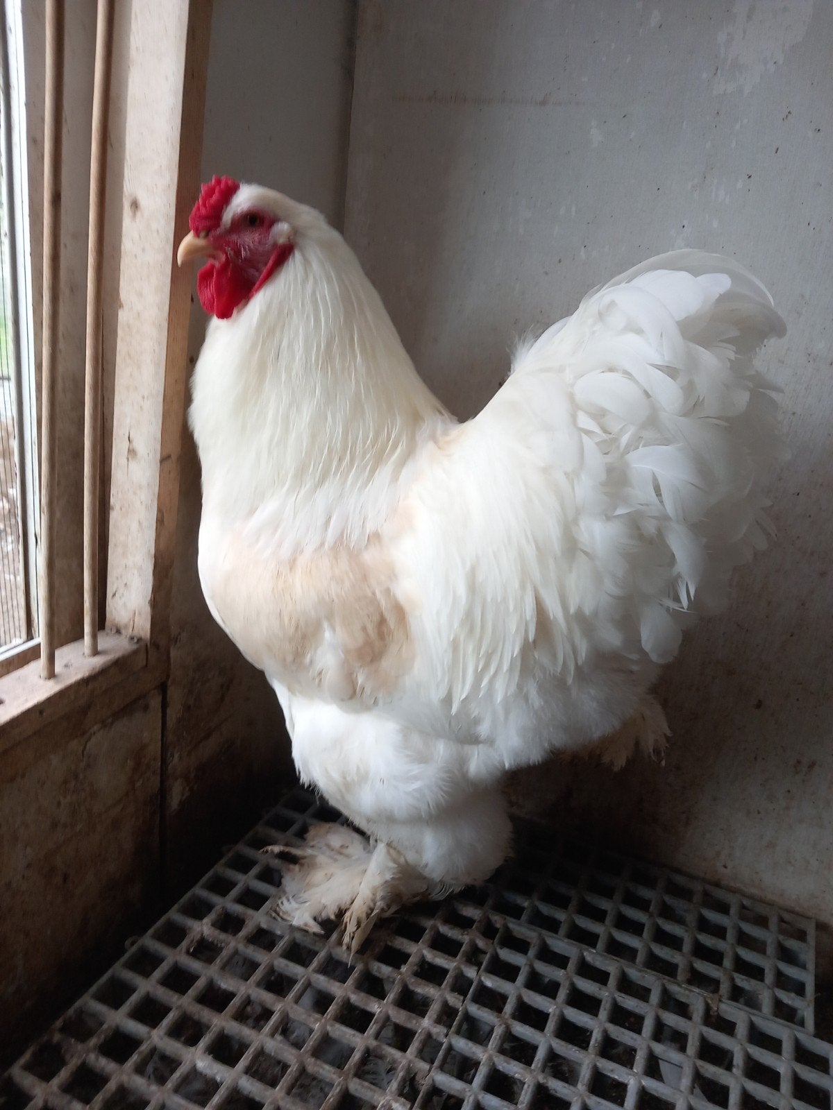 te koop brahma haan wit, Mannelijk, Kip