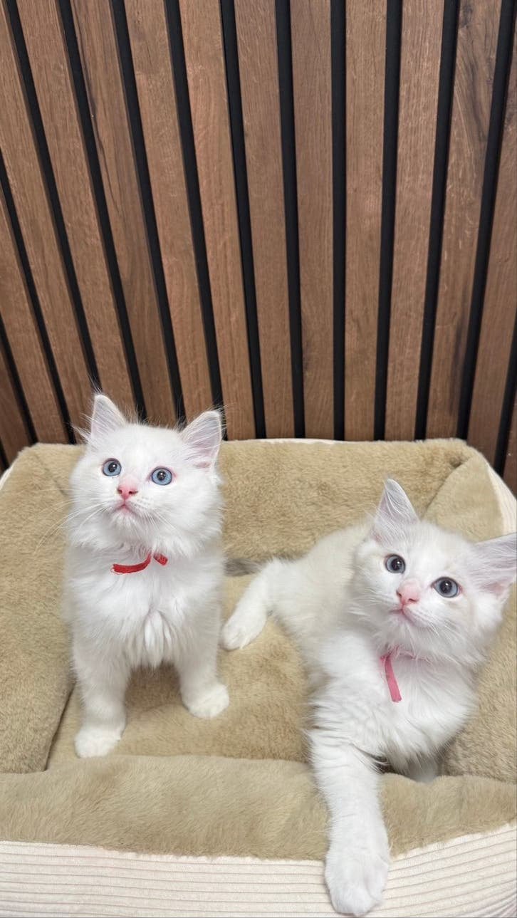 Prachtig Ragdoll kittens, Dieren en Toebehoren, Meerdere dieren, 0 tot 2 jaar