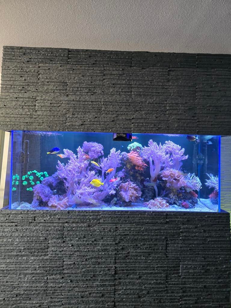 Zeeaquarium koralen, leder, annemoon, oortjes, Dieren en Toebehoren, Vissen | Aquaria en Toebehoren, Ophalen, Plant(en), Steen of Hout