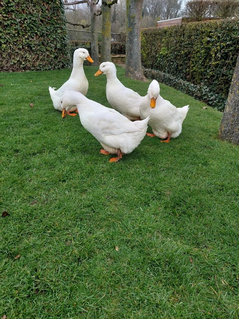 Duitse pekingeend broedeieren, Dieren en Toebehoren, Pluimvee, Eend, Geslacht onbekend