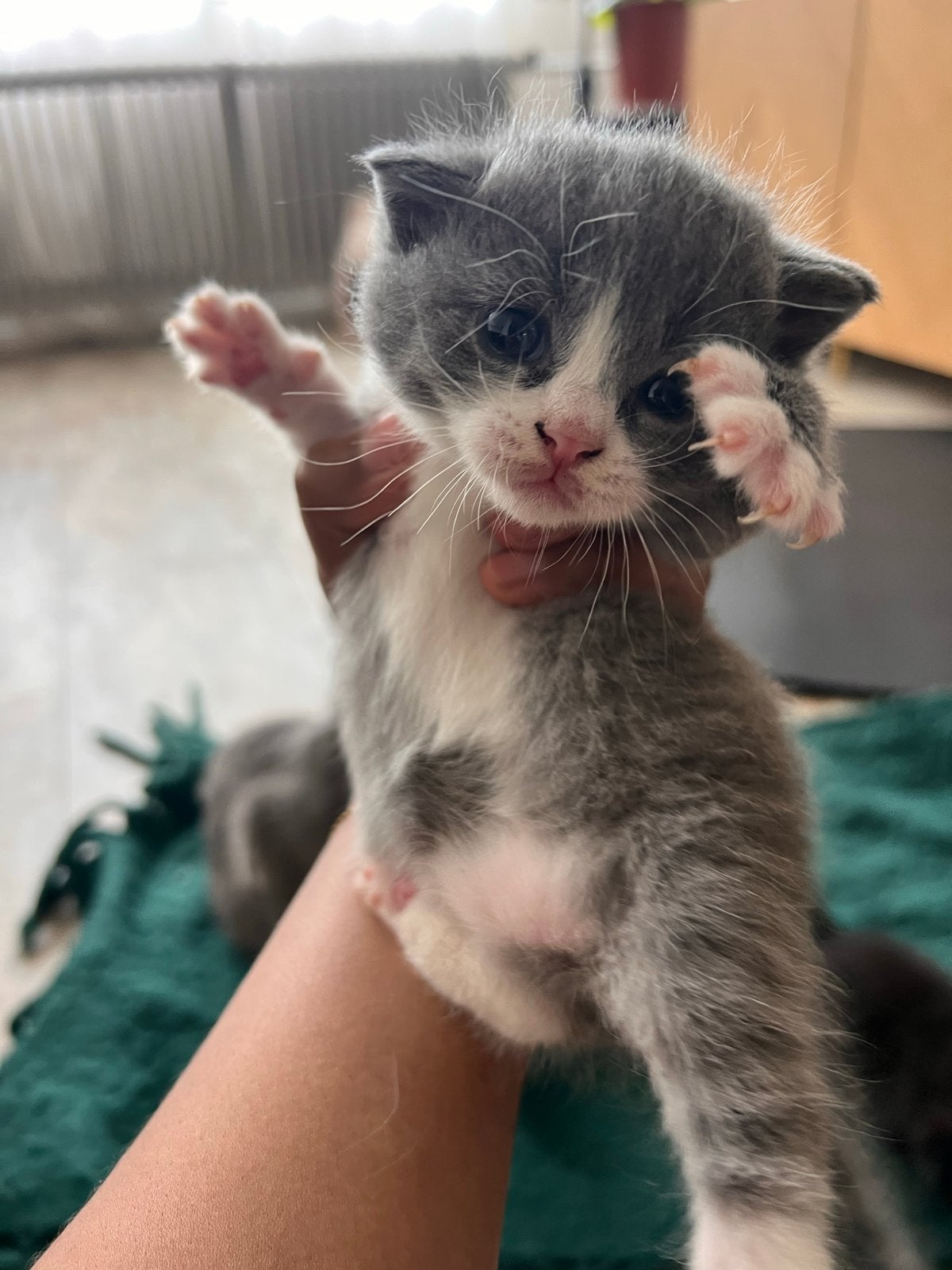 Vanaf €350 Te Koop half BRITSE KORTHAARTJES, Dieren en Toebehoren, Katten en Kittens | Overige Katten, Meerdere dieren