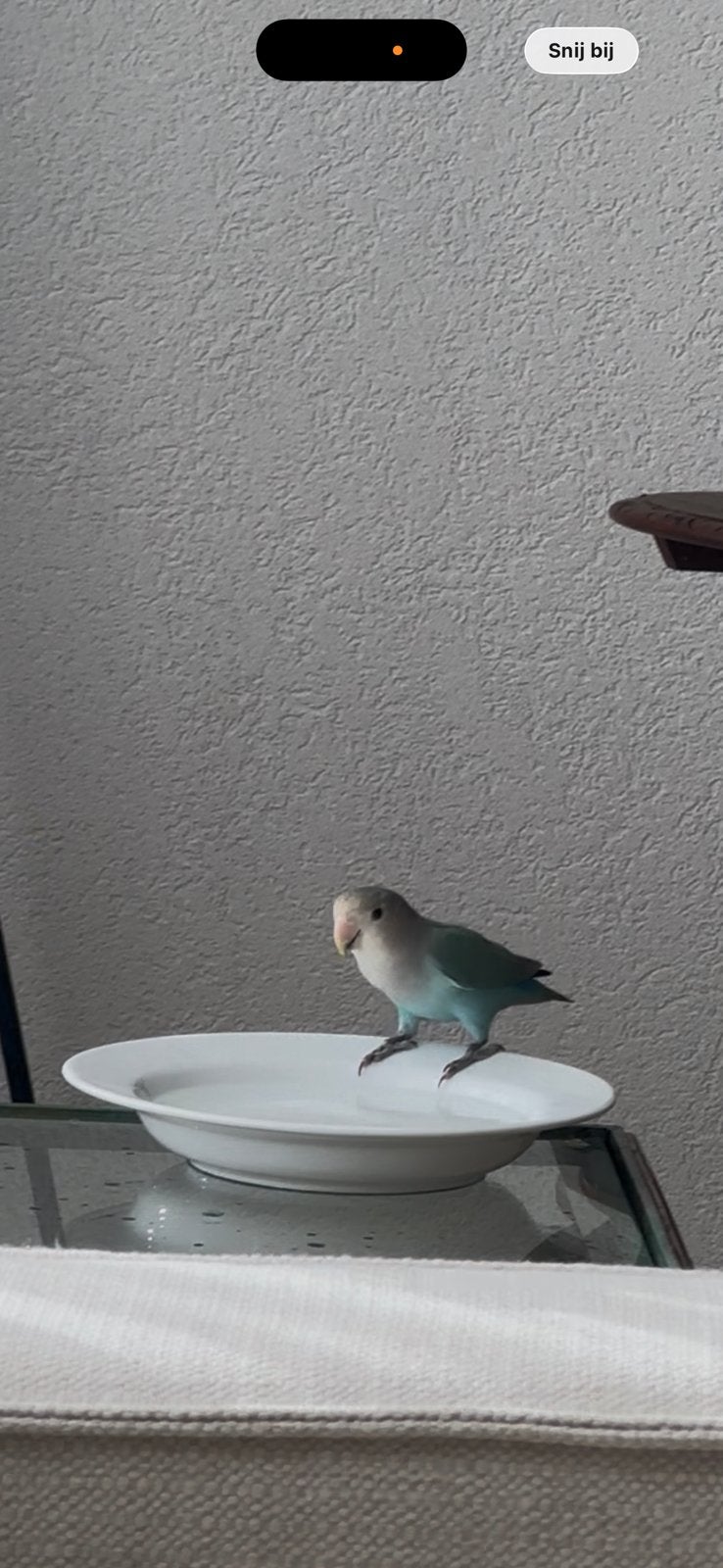 Dwergpapagaai/agaponis, Geslacht onbekend, Dwergpapegaai of Agapornis