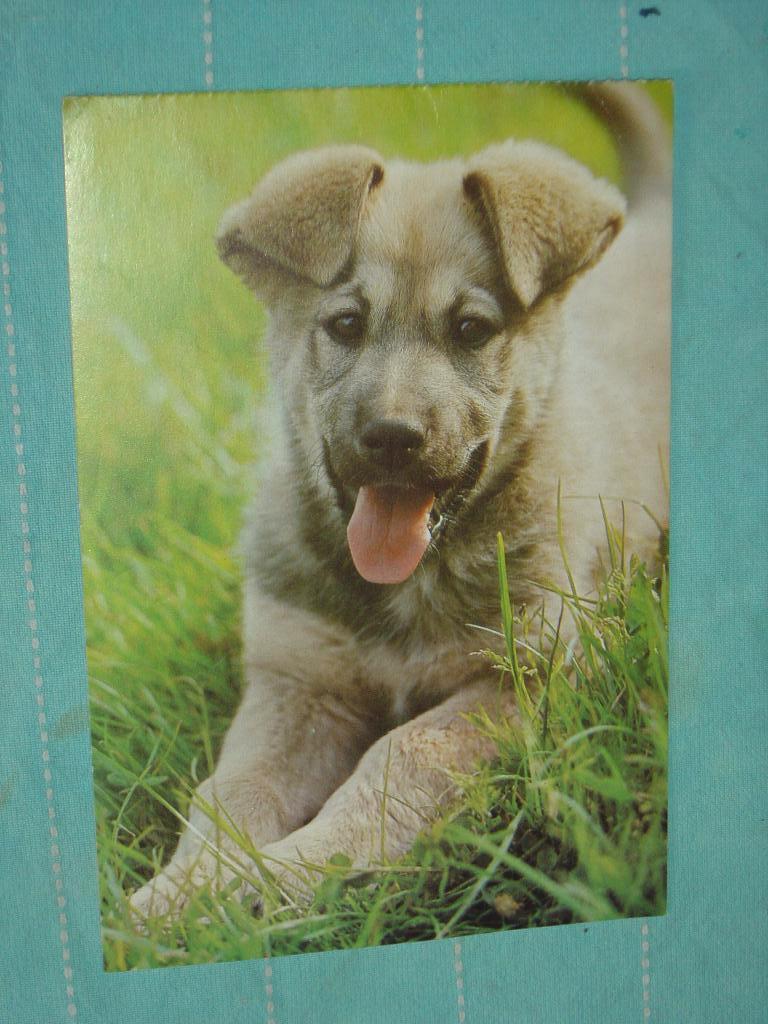 11) Kleuren ansichtkaart Duitse Herder Hond, Ophalen of Verzenden, 1980 tot heden, Ongelopen, Hond of Kat