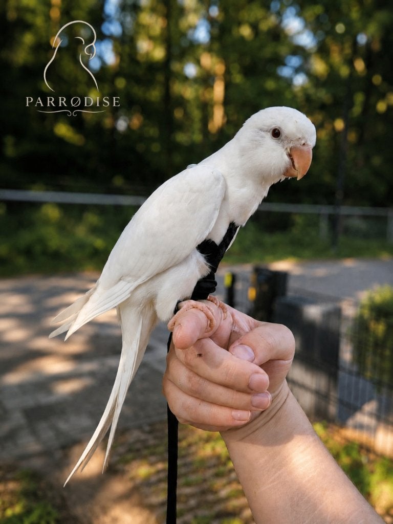 De ALLERTAMSTE Muisparkiet Man Albino 2026, Mannelijk, Parkiet, Pratend