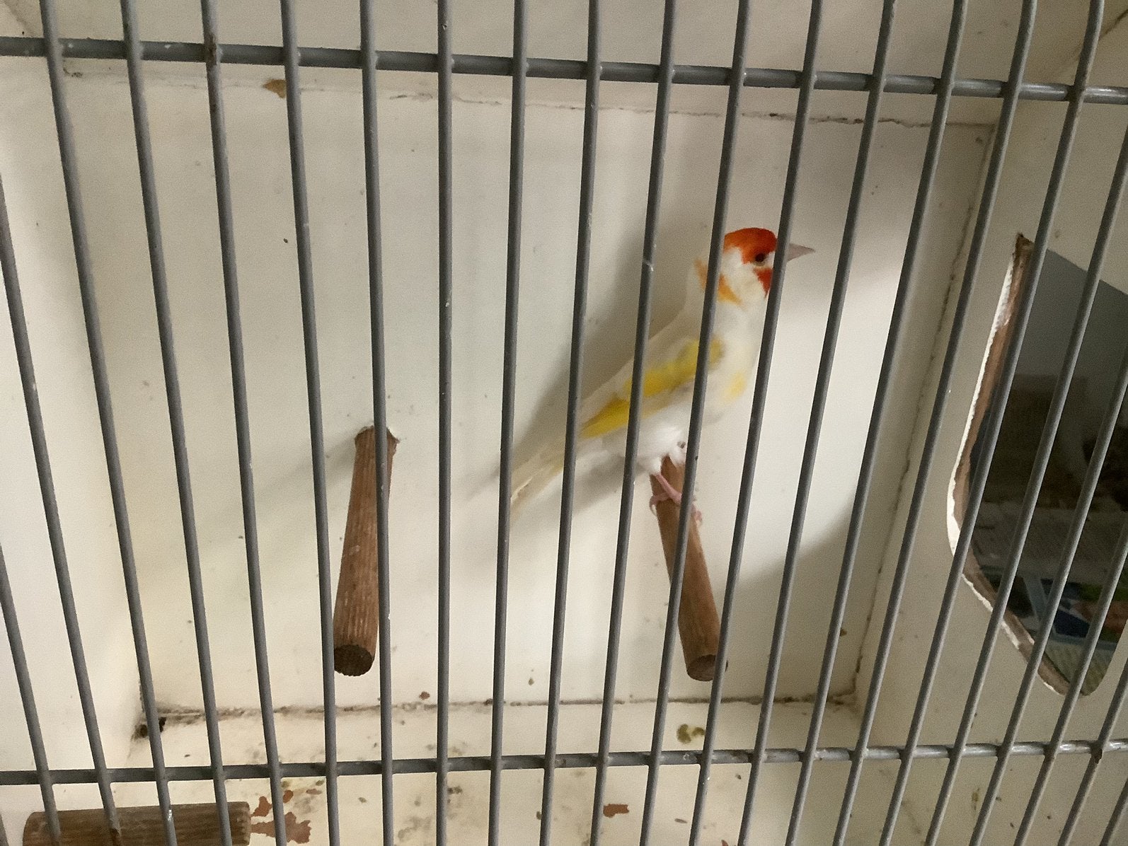 Major putter, Dieren en Toebehoren, Vrouwelijk, Wildzangvogel, Geringd