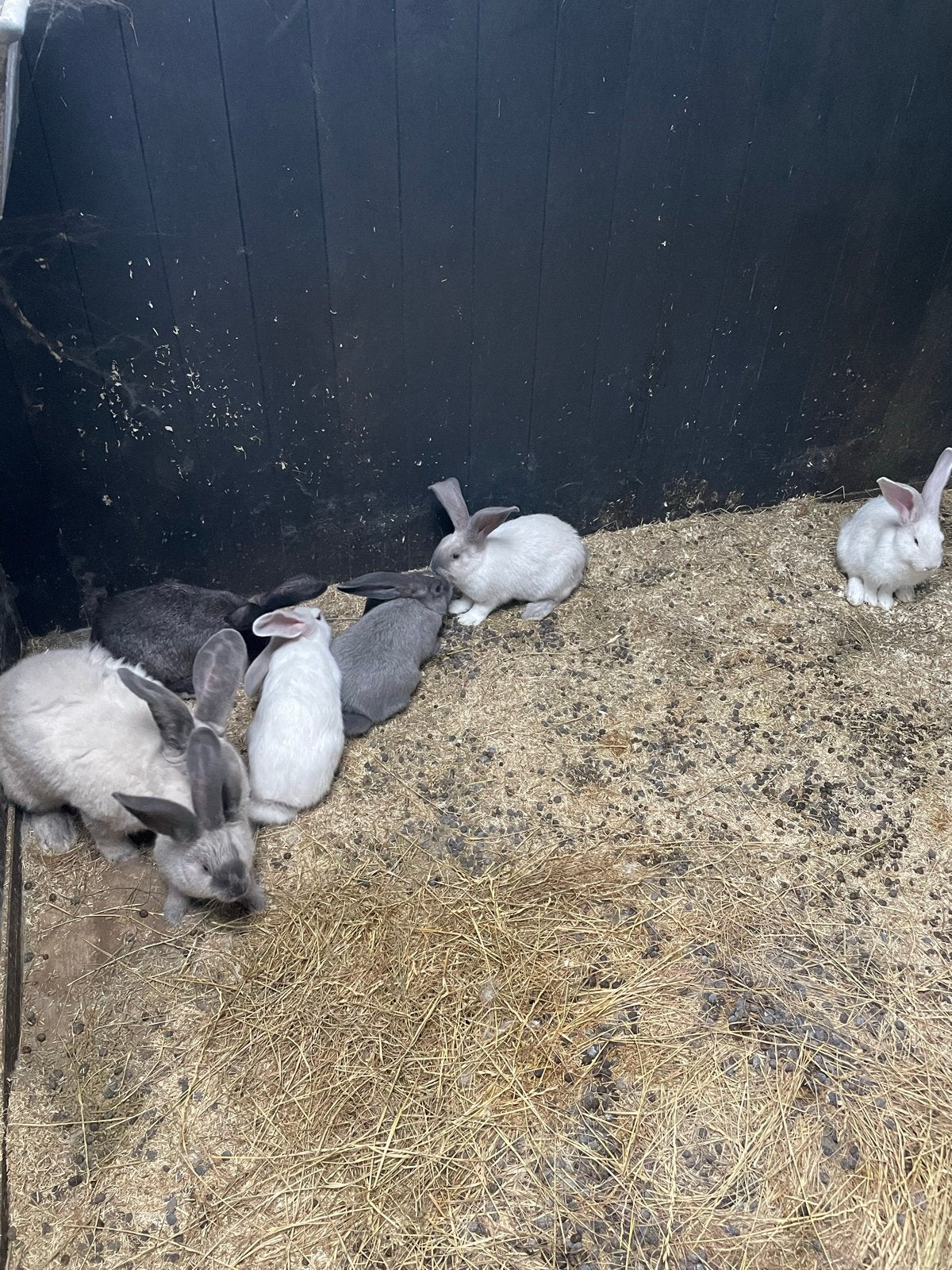 Duits vlaamse reuzen, Dieren en Toebehoren, Meerdere dieren, Groot, 0 tot 2 jaar