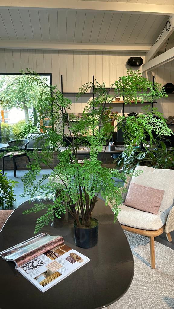 Silk ka kamerplant, Ophalen, Halfschaduw, Minder dan 100 cm