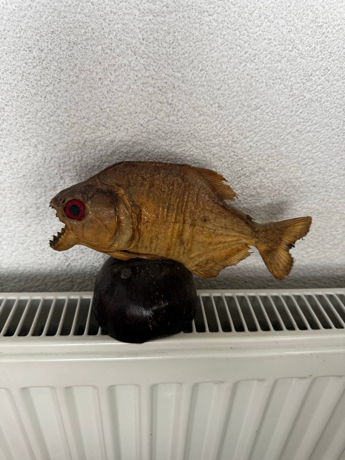 Opgezette Piranha op standaard, Verzamelen, Dierenverzamelingen, Ophalen of Verzenden, Gebruikt, Overige soorten, Opgezet dier