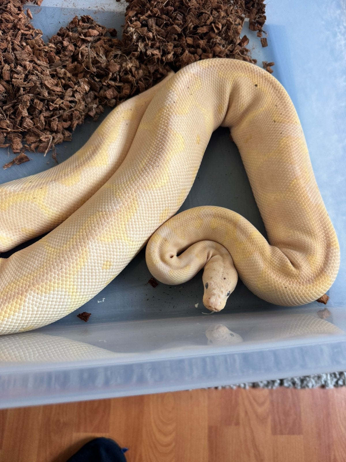 Ball python banana clown Ball Python photo 3