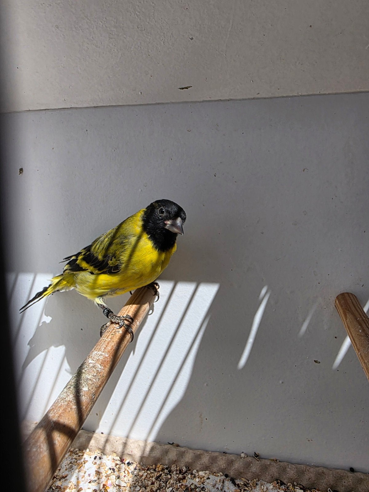 Zwartkopsijs man  magellaansijs geringd 2025 zingt geweldig, Mannelijk, Geringd