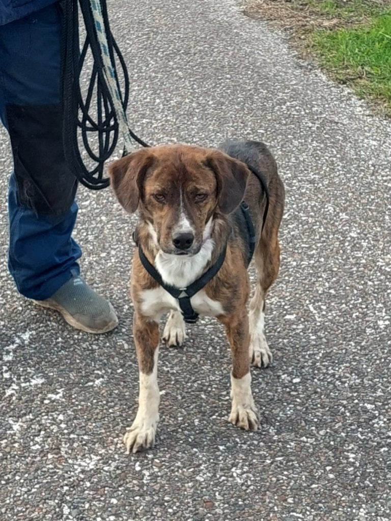 Lieve Balu, op zoek naar zijn eigen mand, Particulier, Reu, 1 tot 2 jaar, Buitenland