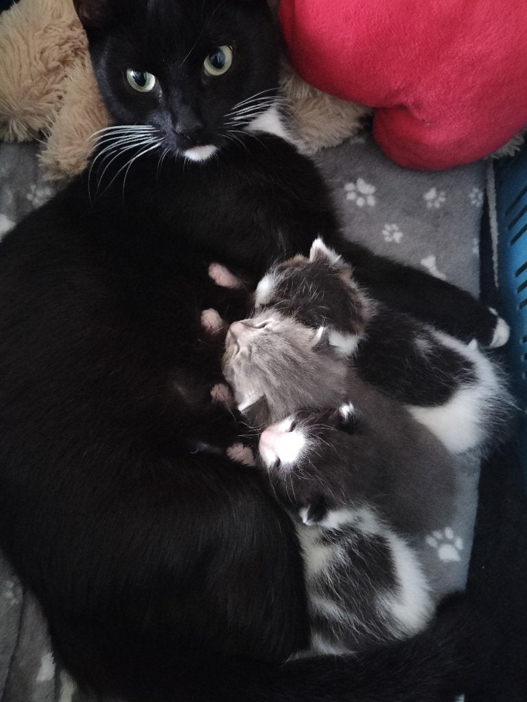 Kittens, Dieren en Toebehoren, Katten en Kittens | Overige Katten, Meerdere dieren, Kortharig