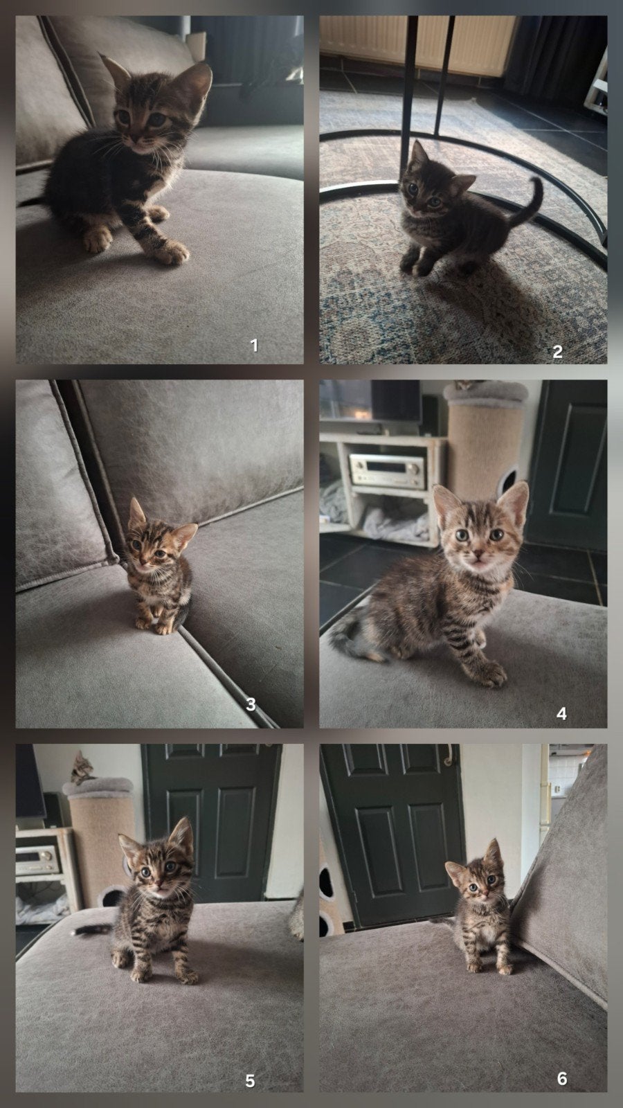 kittens te koop, Meerdere dieren